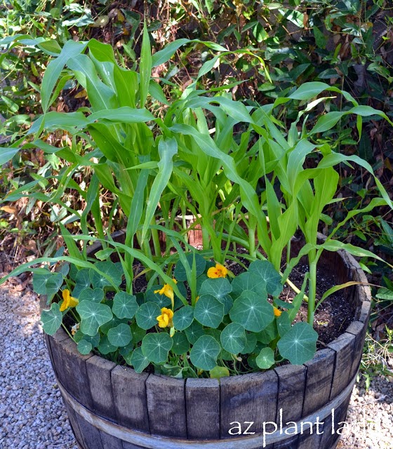 container corn