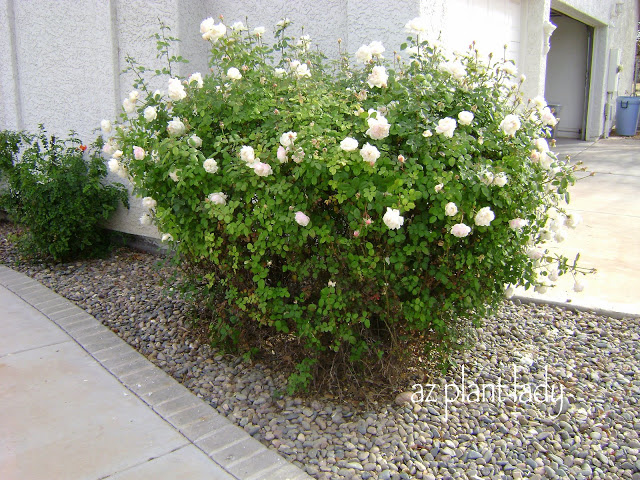 rose bush