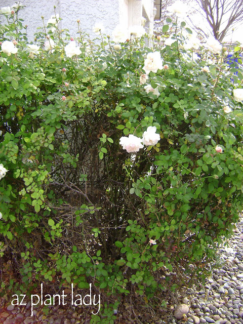 rose bush