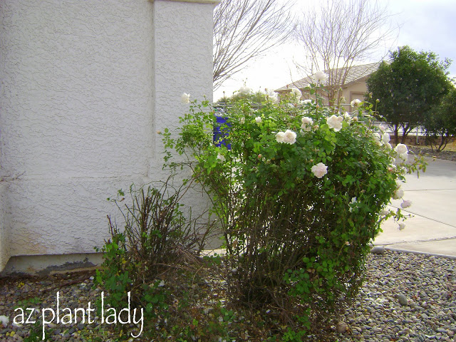 two rose bushes
