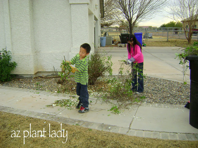 roses and clean up any leaves