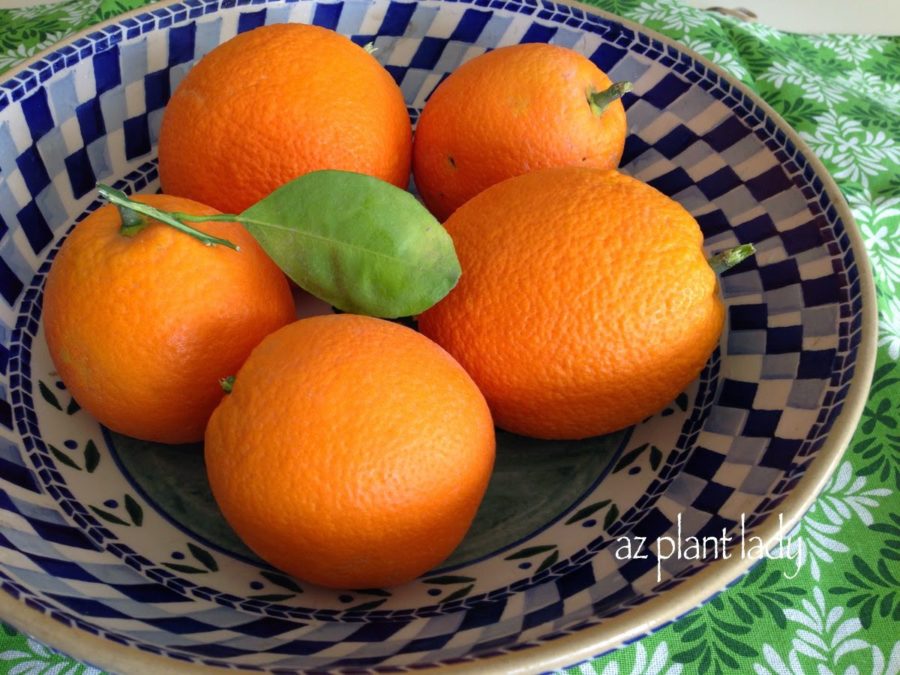 5 Ways to Use Citrus Fruit