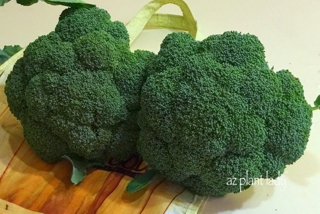 heads of broccoli 