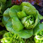 RomaineLettuceHead