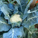 cauliflowerSouthwestdesertvegetable-garden