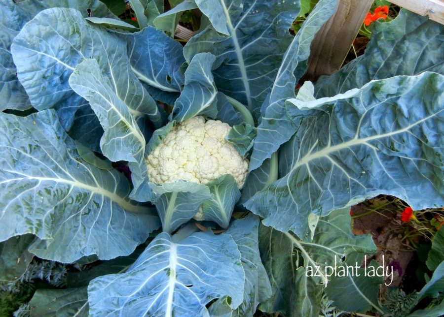 cauliflowerSouthwestdesertvegetable-garden