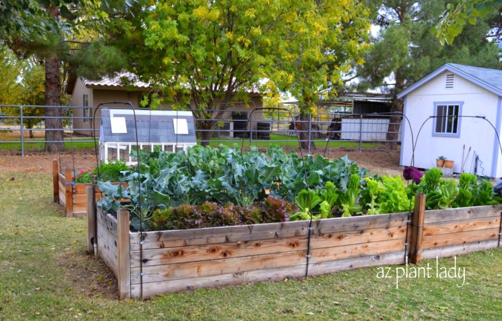 winter vegetable garden