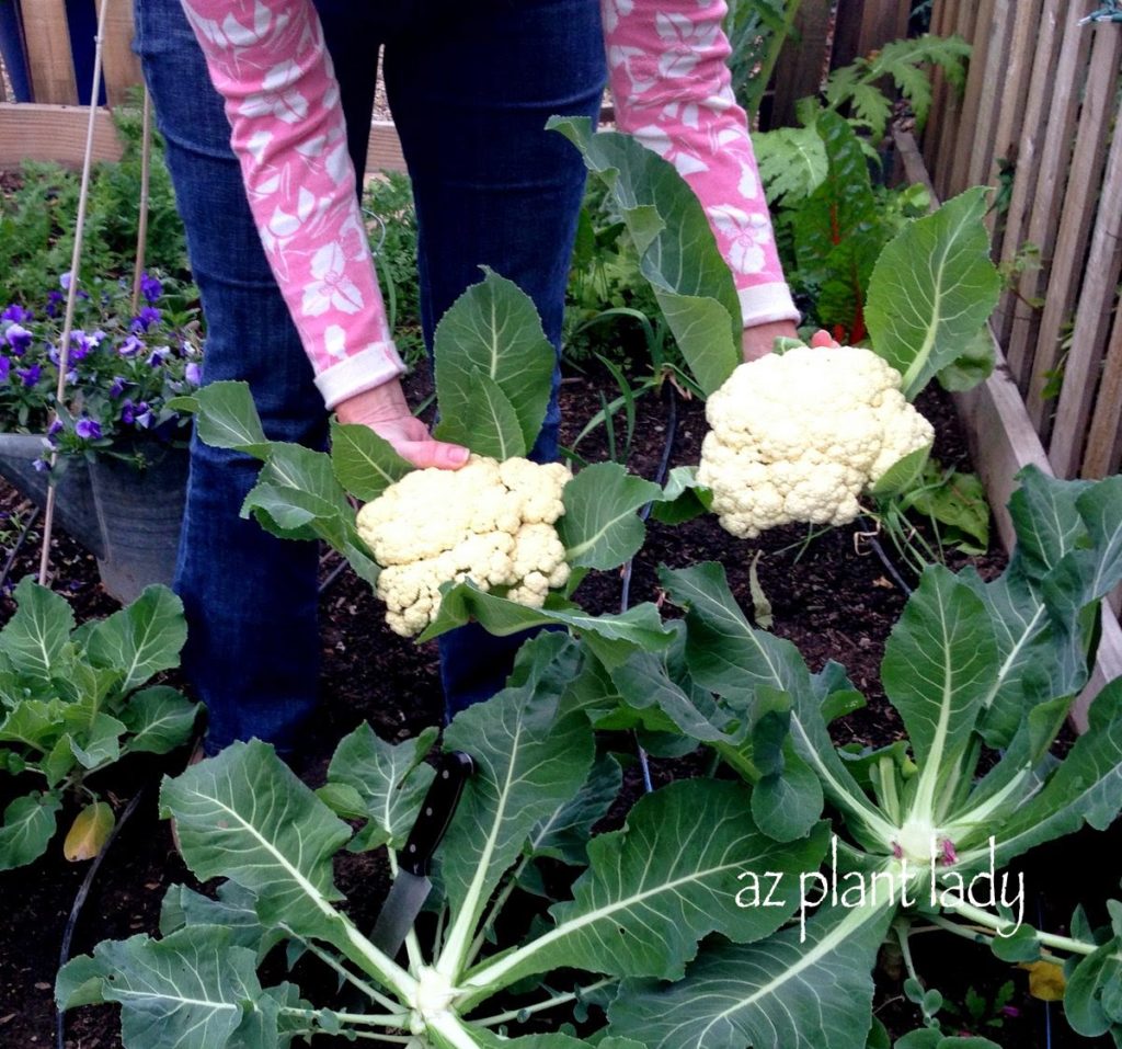 Cauliflower Harvest