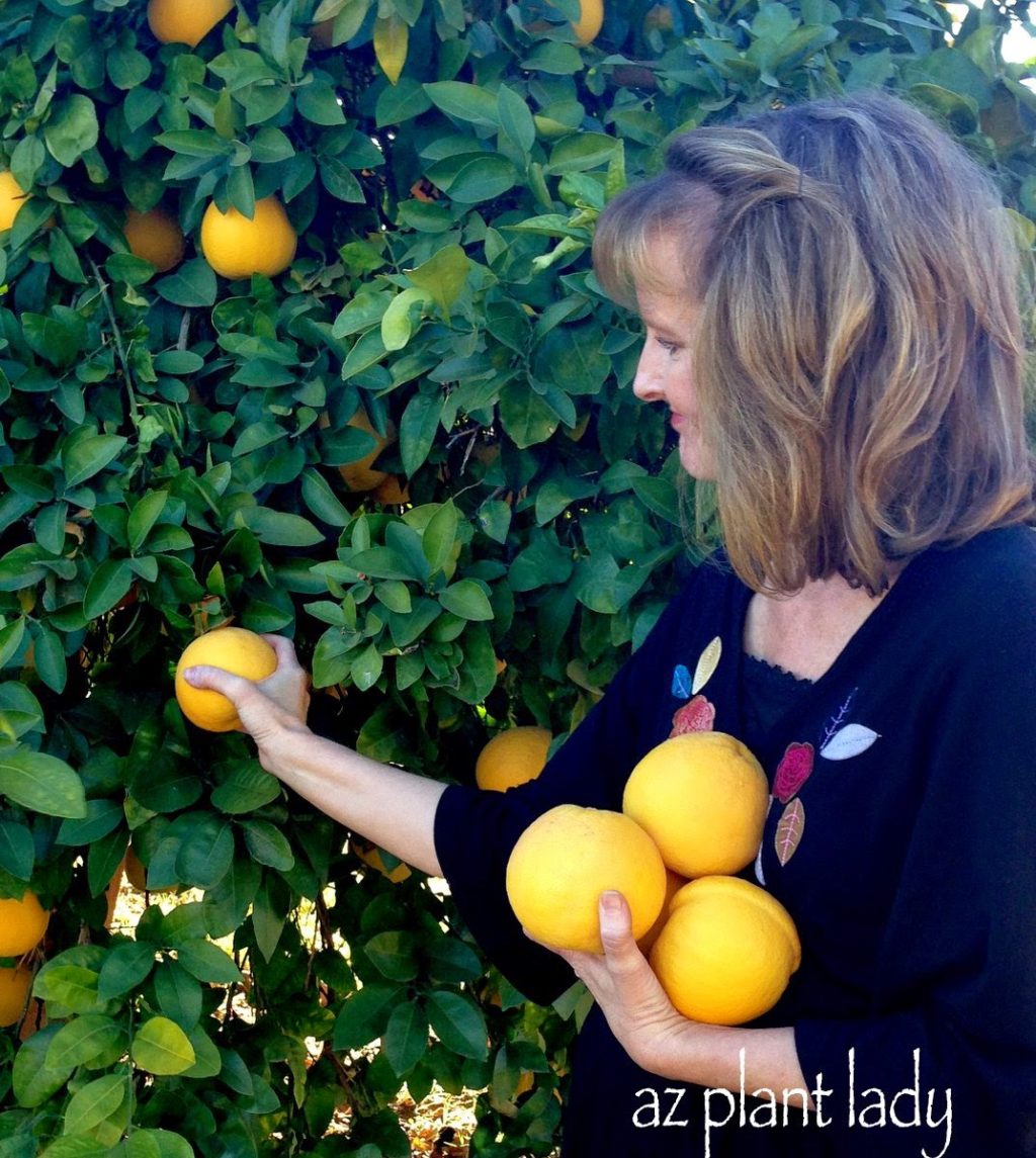 Surprising Ways to Use Citrus Fruit 