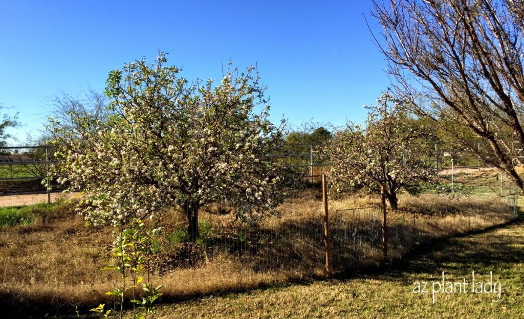 pruning apple trees