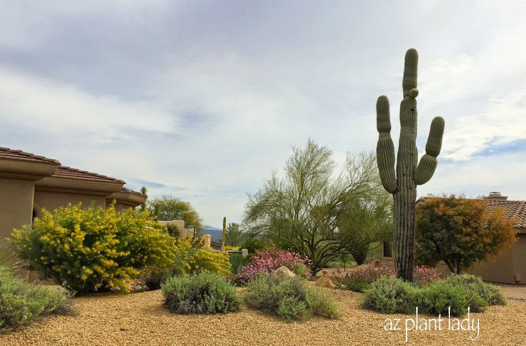 feathery cassia , pink fairy duster and Bursage are making winter beauty landscape 