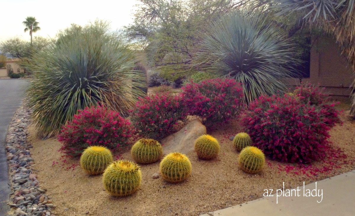 EremophilaValentineshrubswithgoldenbarrelcactus