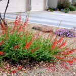 FirecrackerPenstemon