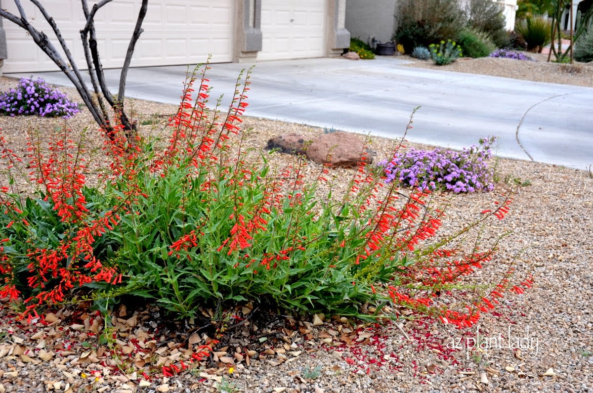 FirecrackerPenstemon