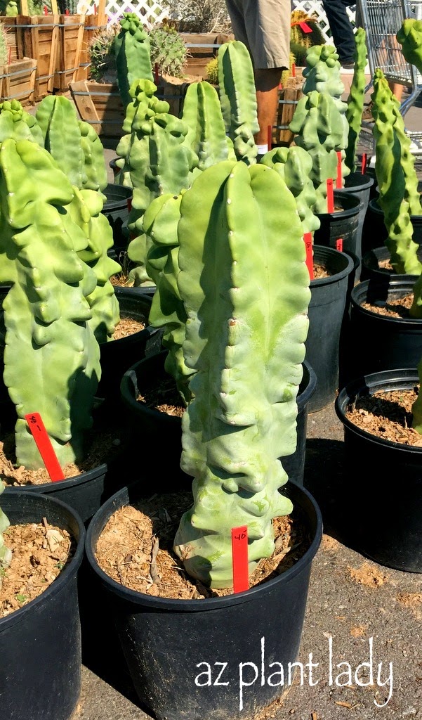 'Monstrosus' (Lophocereus schottii 'Monstrosus')