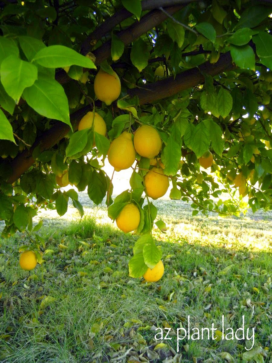 How To Care For Citrus Trees In The Fall