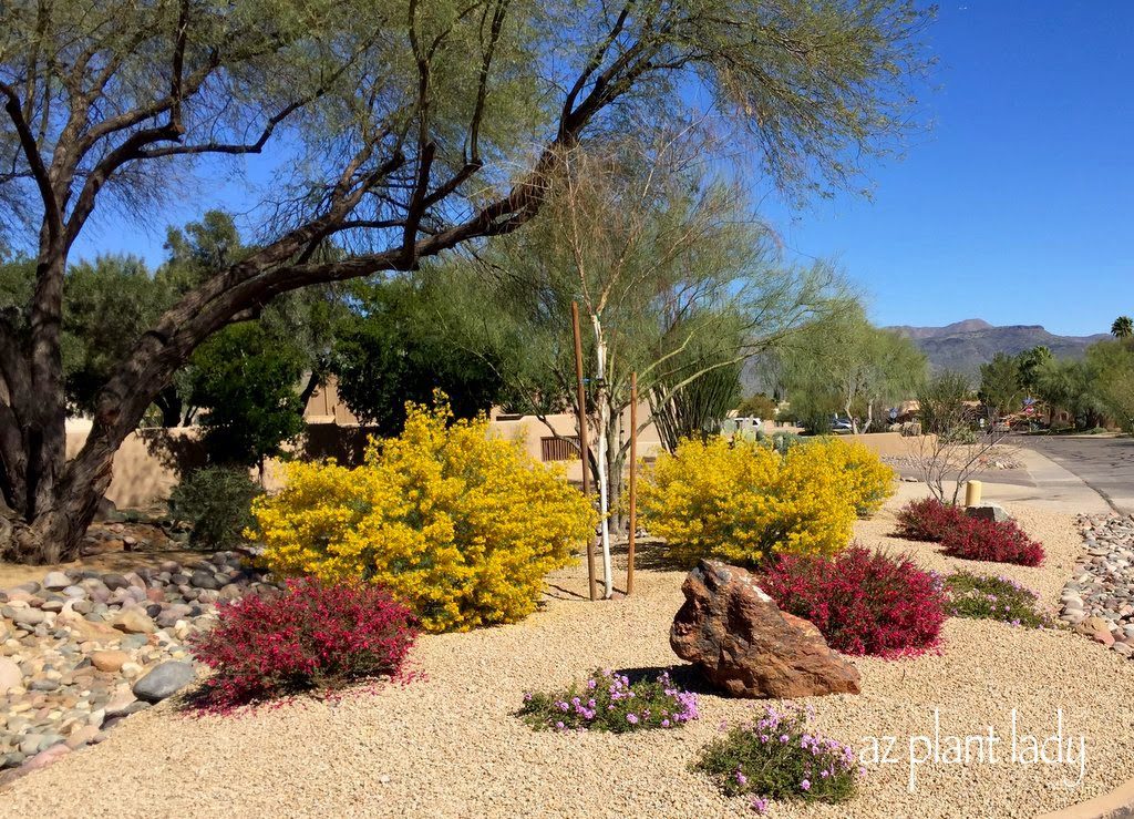 palo blanco tree(Acacia willardiana), feathery cassia, Valentine and purple trailing lantana.