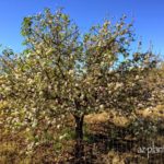 pruning tree