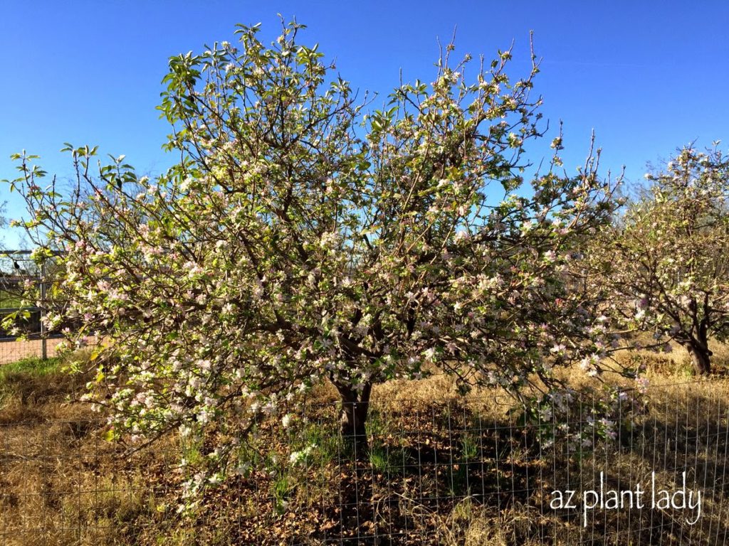 pruning apple trees