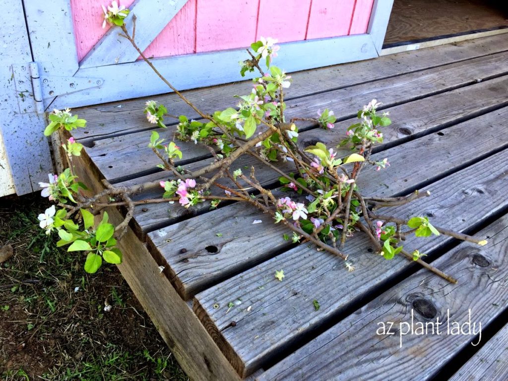 Pruning trees