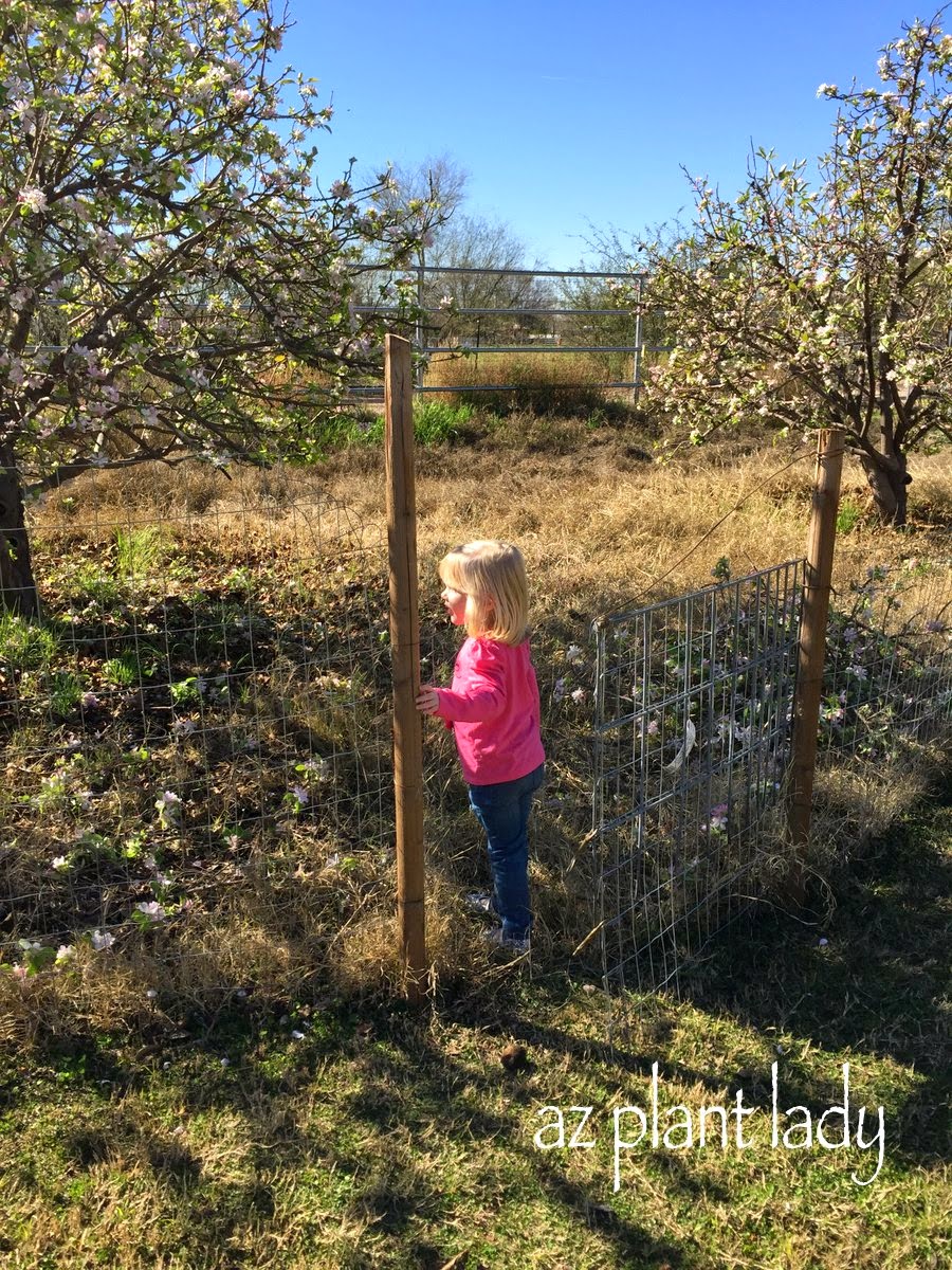 Pruning trees