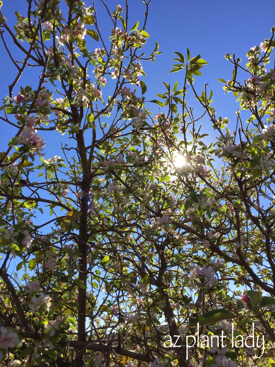 pruning apple trees