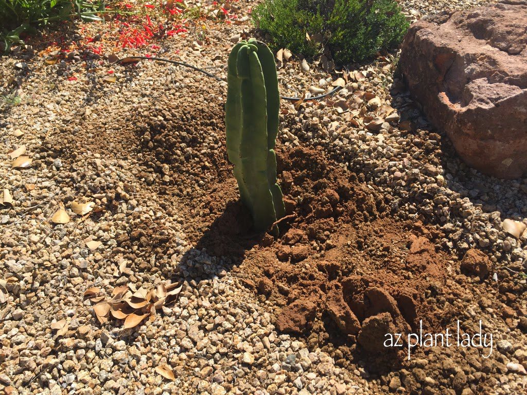 Planting cactus cuttings