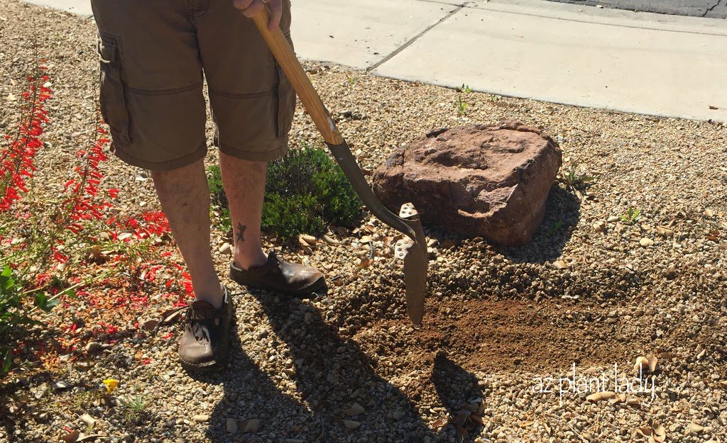 Planting cactus cuttings