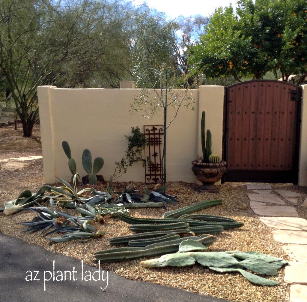 different types of cacti cuttings