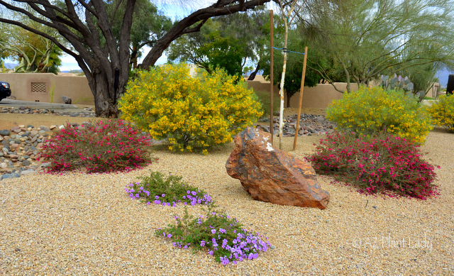 Valentine bush and feathery cassia beautiful winter landscape. Winter beauty in the garden.