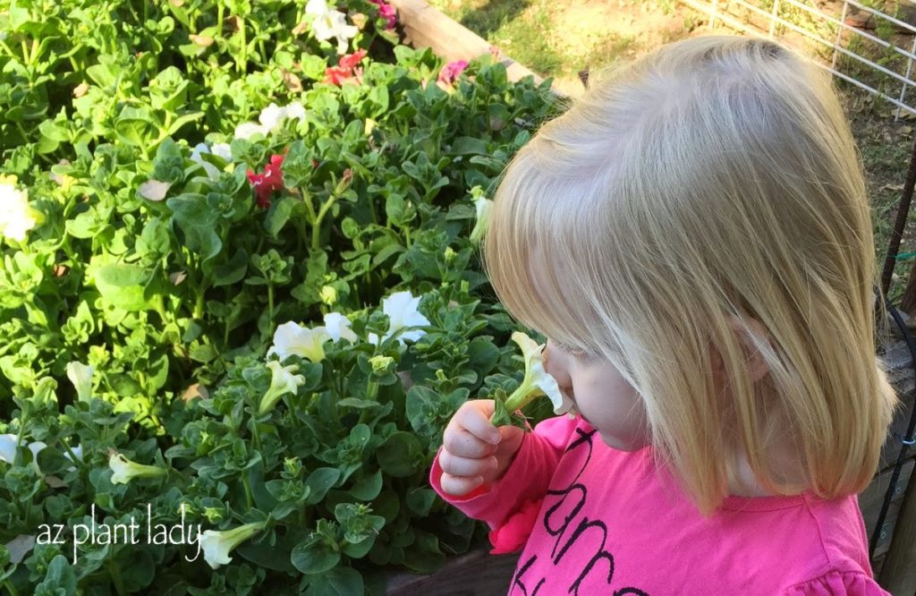 smelling their fragrance.