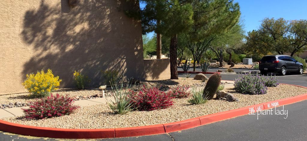 feathery cassia and Valentine bush (Eremophila maculata 'Valentine),