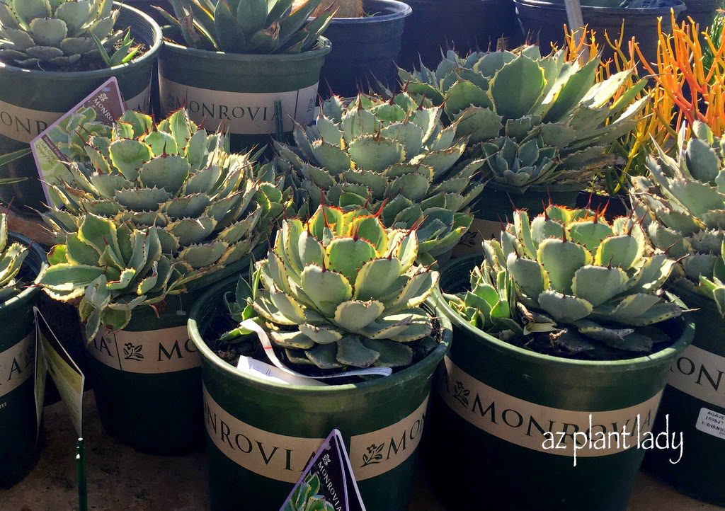 'Lucky Crown' agave(Agave Kissho Kan)