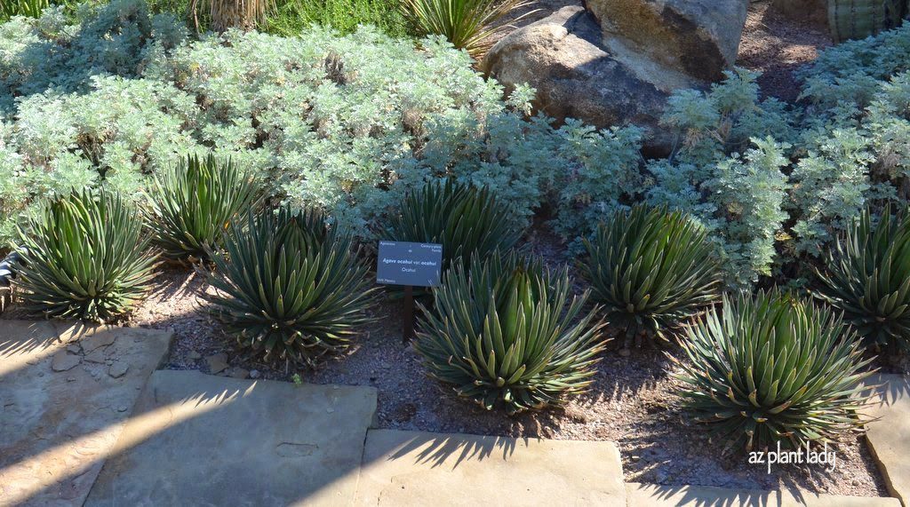 Made in the Shade: Gray-Foliage and Spiky Plants