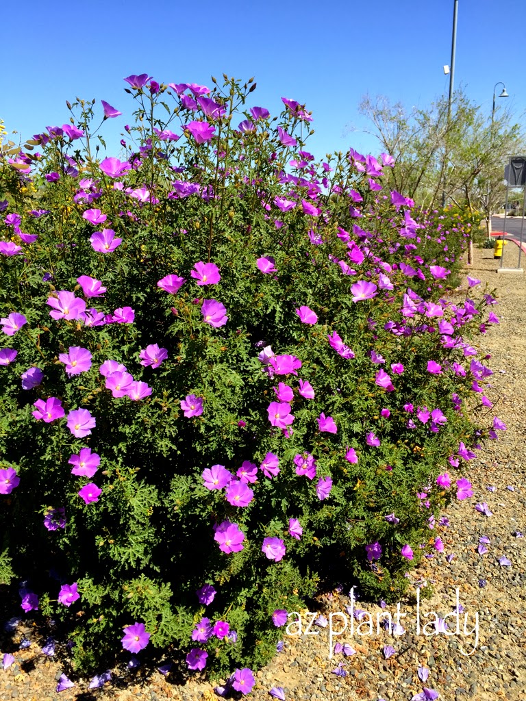 gorgeous blue hibiscus shrub 