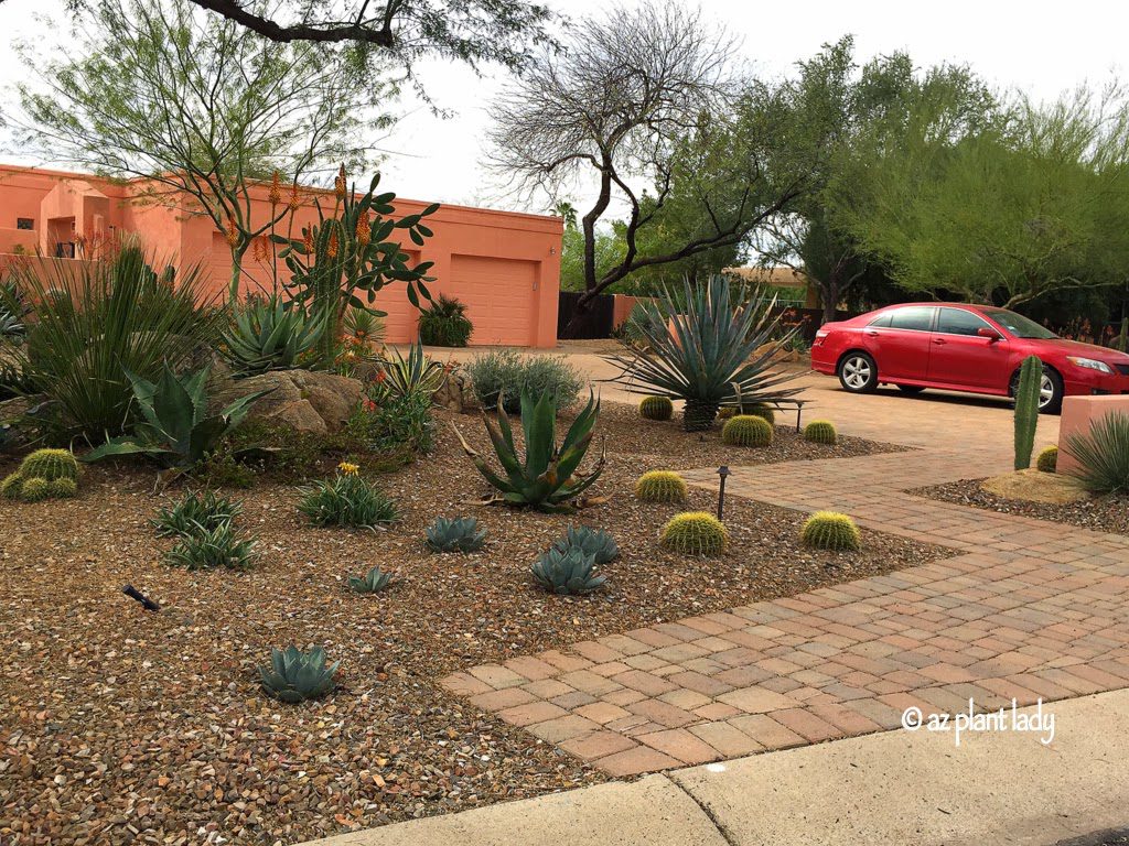 Golden barrel cacti (Echinocactus grusonii)