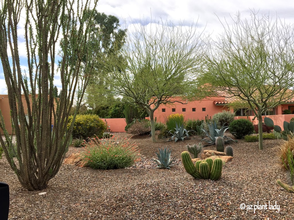 Beautifuldroughttolerantdesertlandscape