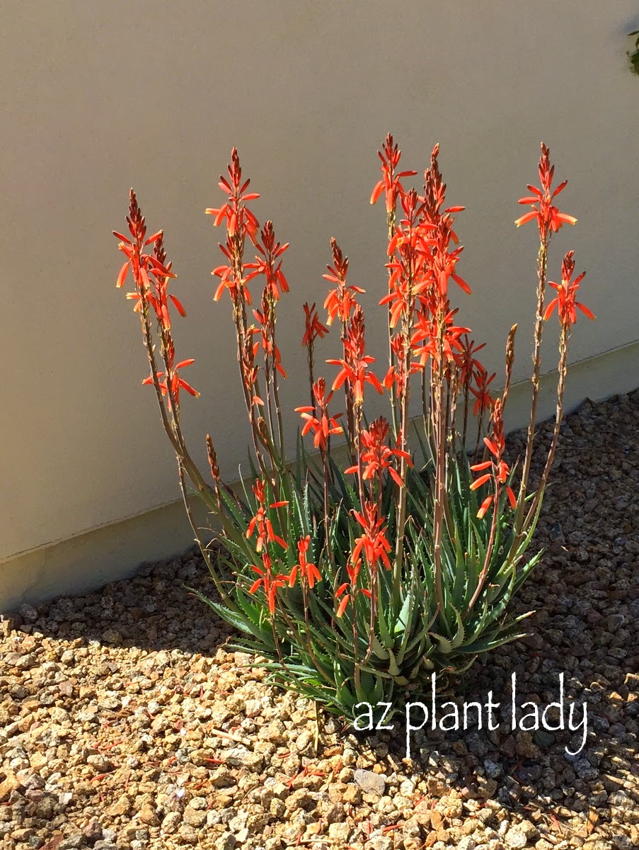 different water-wise Monrovia plants