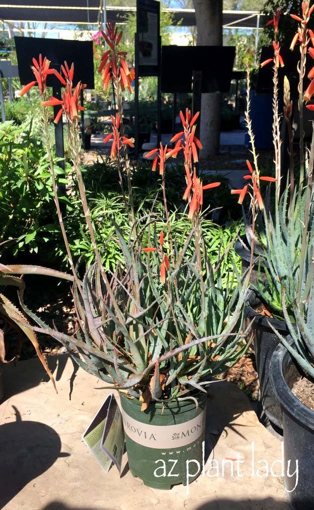 Blue Elf aloe (Aloe 'Blue Elf')