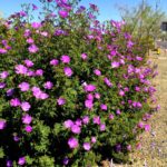 Blue_hibiscus_Alyogyne_huegellii