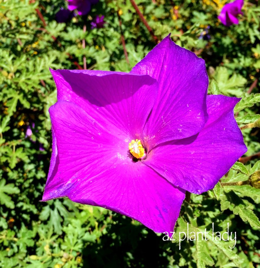 blue hibiscus shrub (Alyogyne huegelii)