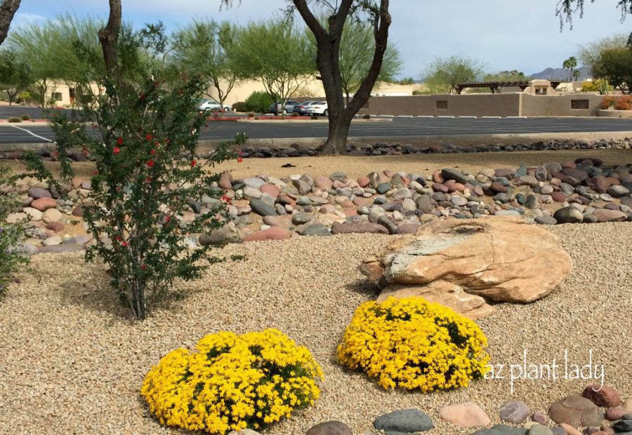 yellow flowering damianita