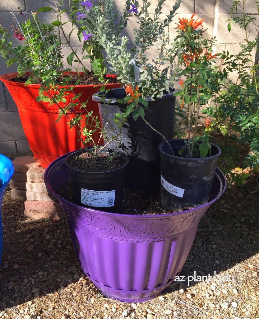 Blue Bells(Eremophila hygrophana), Mexican honeysuckle(Justicia spicigera) and red autumn sage(Salvia greggii).