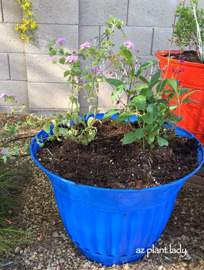 Sierra Star(Calliandra 'Sierra Star'), garnet sage(Salvia chiapensis) and purple trailing lantana(Lantana montevidensis)