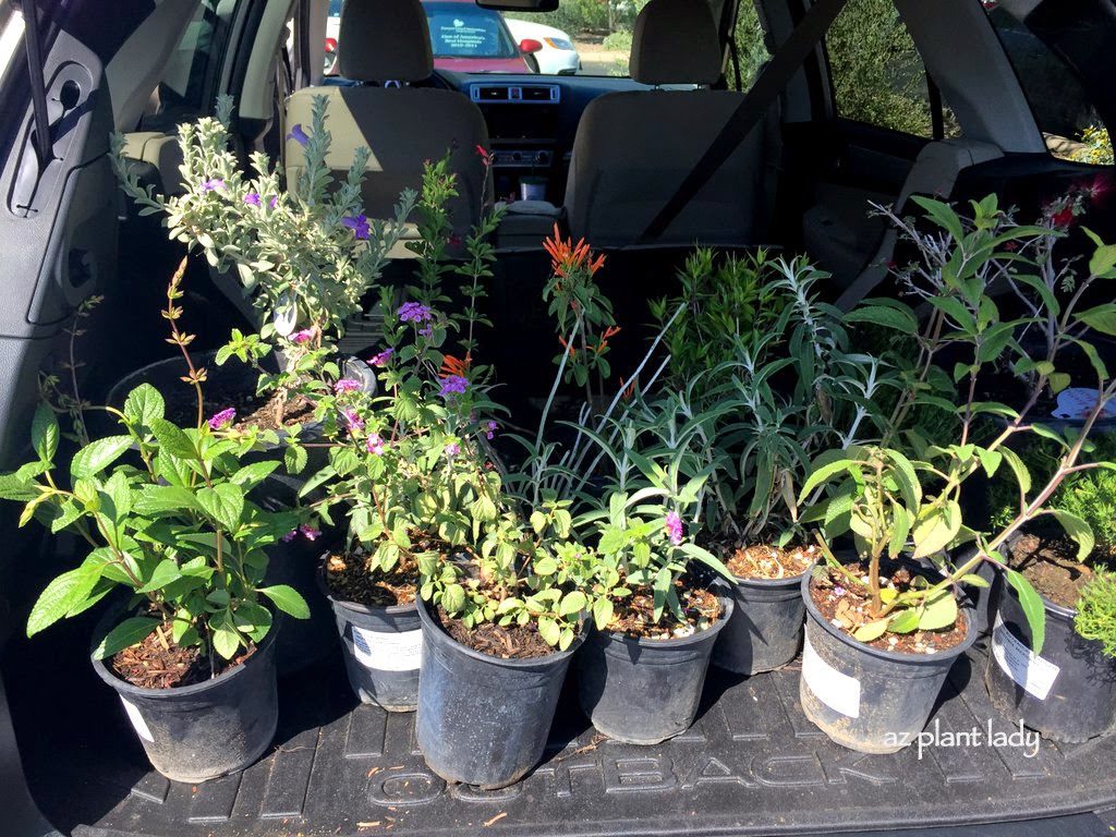 Creating a Hummingbird Container Garden