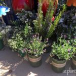 LavenderandRosemaryMonroviaPlants-1