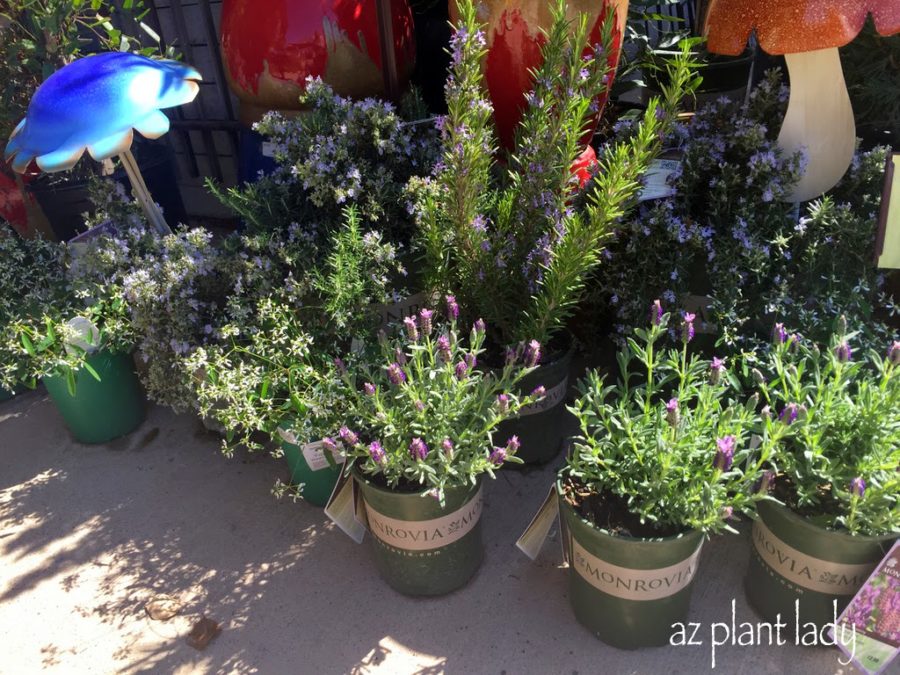 LavenderandRosemaryMonroviaPlants-1