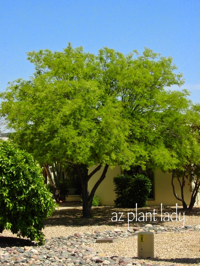 Desert Fern (Lysiloma watsonii)