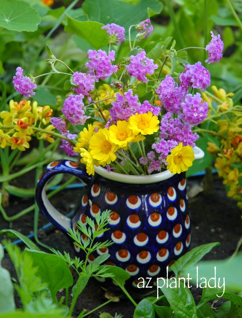 purple trailing lantana (Lantana montevidensis), angelita daisy (Tetraneuris acaulis) and flowers from my cascalote tree (Caesalpinia cacalaco).