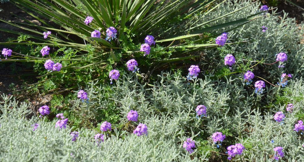 moss verbena (Glandularia tenuisecta formerly Verbena tenuisecta)